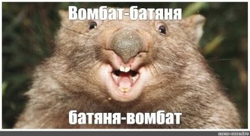 Вомбат: драки, шрамы, захват имущества