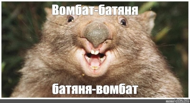 Вомбат: драки, шрамы, захват имущества