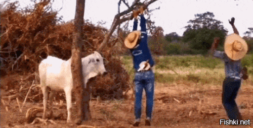 Зебу - КРС, крупная рогатая скотина, безбашенная зараза !