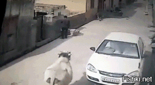 Зебу - КРС, крупная рогатая скотина, безбашенная зараза !