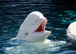 &nbsp;Намешалось&nbsp;