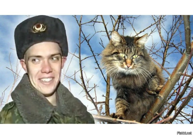 Симулятор спасения кошек