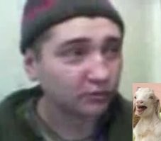 Мужчина в шутку «кусает» козу за ухо, но та реагирует криком