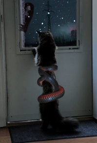 Девушка носит на ноге питона как браслет