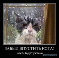 Кот желает выйти