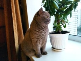 от возраста зависит ..
взрослая здоровая коша не часто веселится, 
когда в лоток сходит - 3-4 забега через всю квартиру, вечером шарик покатать,
много спит, в окно смотрит, когда все дома, садится на пуфик в центре квартиры и наблюдает за всеми .. 12 лет