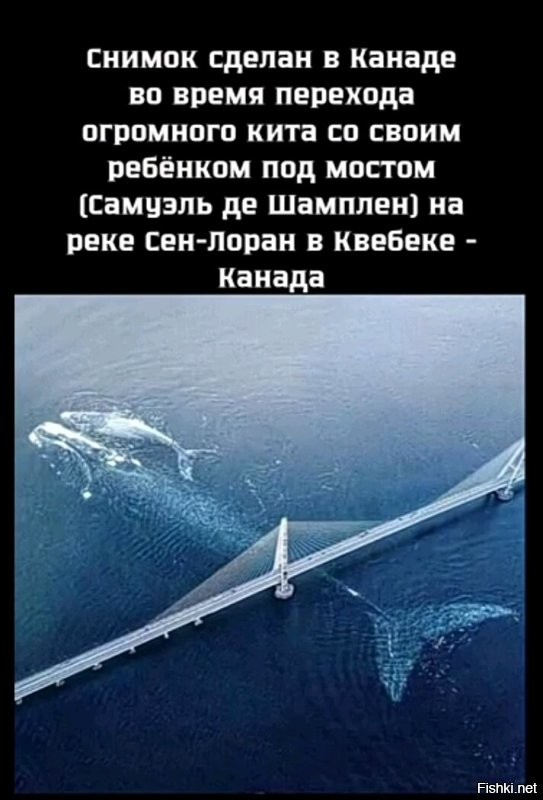 Фотограф Питу Ван Ден Бемд  снял на дрон, как два горбатых кита начертили иде...