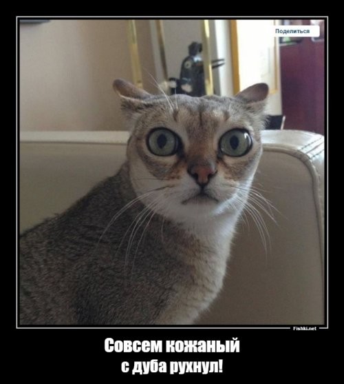 Попытка поговорить с кошкой через ChatGPT