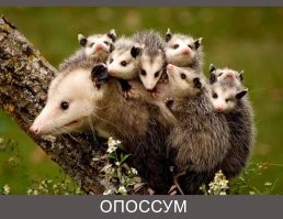 спешу вас огорчить - в Австралии нет опоссумов. А эта зверюшка на видео называется ПОССУМ. Опоссумы живут в Америке.