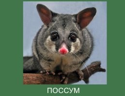 спешу вас огорчить - в Австралии нет опоссумов. А эта зверюшка на видео называется ПОССУМ. Опоссумы живут в Америке.