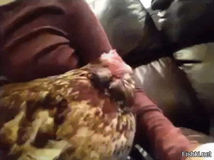 Просто гифки, всякие и&nbsp;разные