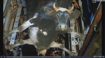 Отправили бы самолётом живую. Живая корова дольше хранится.