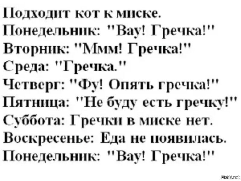 Парень приучил своего кота к сухому корму  с помощью маркетинга