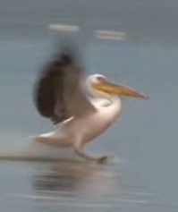 Пеликан точно так же садится.