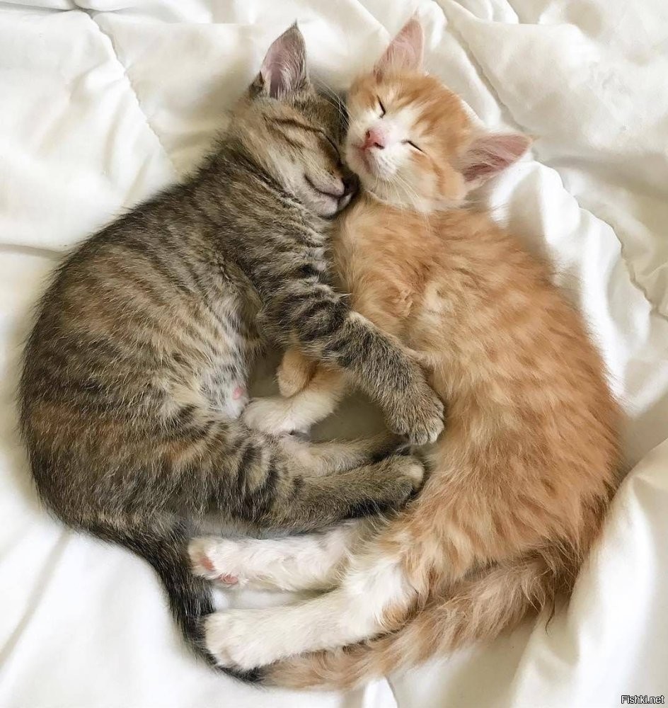 Солянка от 22.03.2026