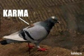 Мадридский голубь решил поправить речь мэра
