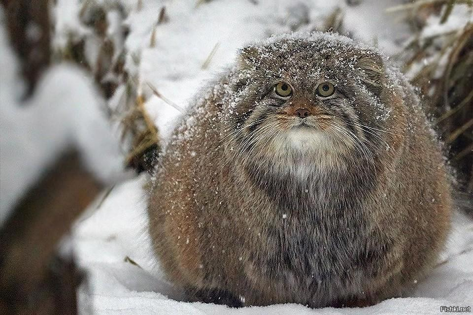 Внешний вид обманчив. 
Может быть он и питался мелкими ящерками, но легко мог замочить тираннозавра, попытавшегося его погладить.