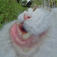30 фотографий, на которых коты выглядят как герои артхаусного кино