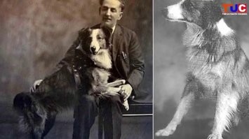 17 километров, ну вы подумайте... 

Знакомьтесь: Бобби. "Великий колли Орегона", как его прозвали. Отмахал свыше четырёх тысяч километров и не только вернулся в родной город, но и сумел отыскать в нём хозяев, которые переехали в другой дом.