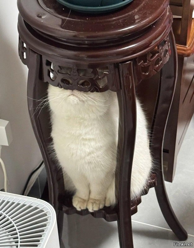 Кошка попыталась спрятаться от врача и хозяйки