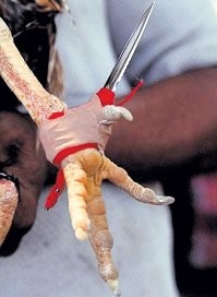 Ну просто чтобы вы понимали. Бывали случае когда петух и убивал человека.