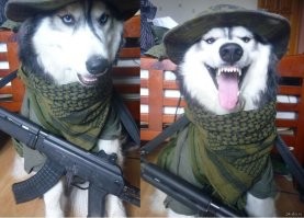 Две вооруженные собаки