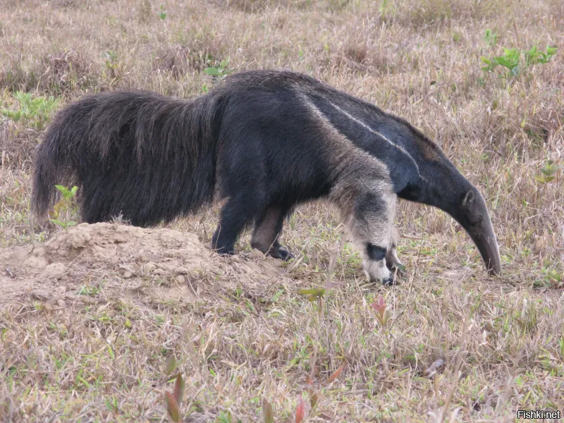 ты почто ему хвост обрезал?