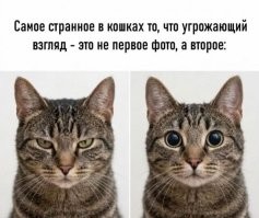 Девушка сняла обзор на кота в стиле Apple