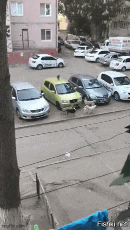 А я б не снимал, а выбежал и пару-тройку псин ухайдокал.