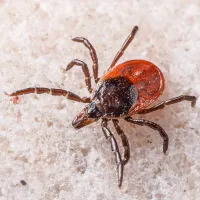 Как-то был случай годах в 80-х! Послали в совхоз на картошку в апреле-мае, на посадку! В праздники на 1 мая объявили выходной и мы с другом вдвоем тронулись в ближайшую деревню, там у него дом был еще дедовский! Дорога была через дубовый лес, низкорослый такой! Вошли, поплутали с час по нему, а вышли метрах в 500 от того места, где зашли! Так вот - на себе вынесли оттуда где-то с сотню этих кровопивцев! Разделись до трусов, чтоб снять! Ладно, хотя бы, ни один не успел присосаться! А клещи были, как раз, иксодовые, те что переносят энцефалит!