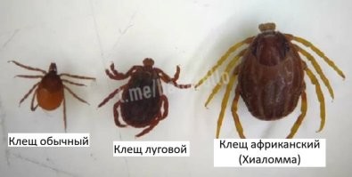 На юге России фиксируют массовое появление присущих Африке и Азии агрессивных клещей Hyalomma