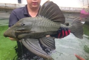 У них верхняя губа одинаковая