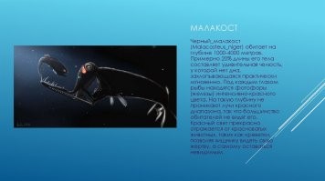 Фотографии дикой природы, которые могут удивить любого