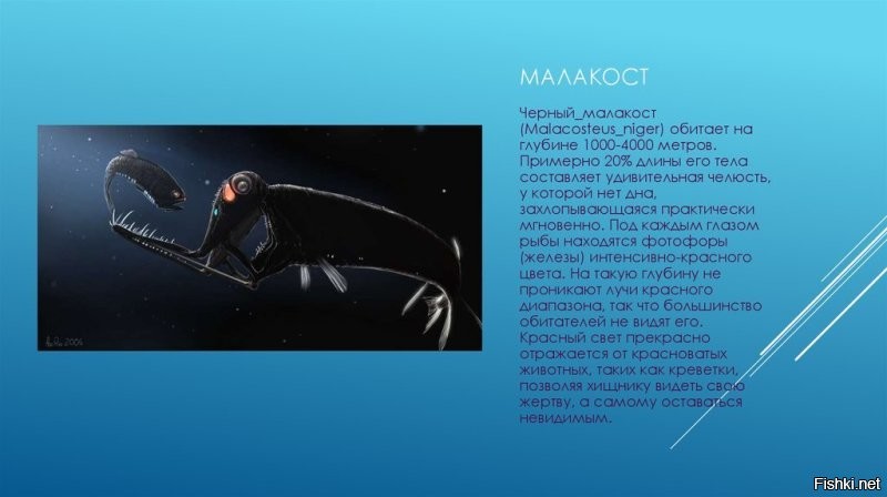 Фотографии дикой природы, которые могут удивить любого