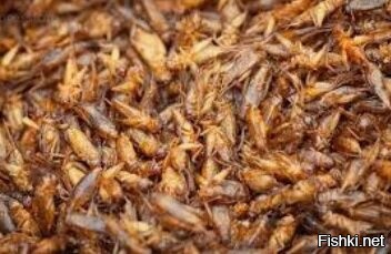 Странно, что каких-нибудь жучков-сверчков не добавили!