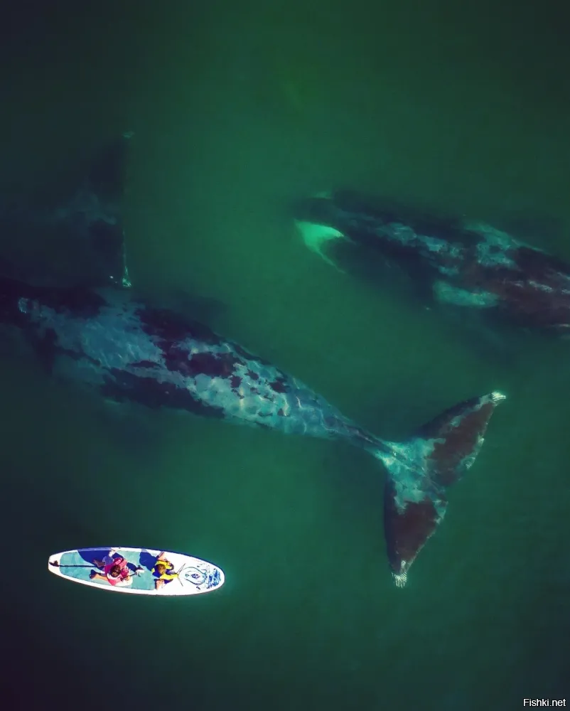 езжай в тур на Шантарские острова. Фото оттуда. Это у нас.
Хотя, за эти деньги можно яхту на неделю взять. 46 футов и более.