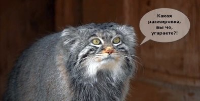 Манул Тимофей начал летнюю разжировку