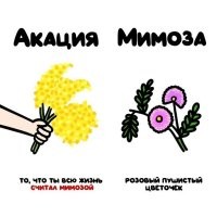 акации   род подсемейства Мимозовые.