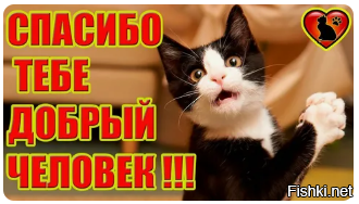 Кормушка для кошки-инвалида