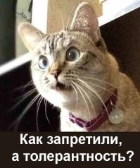 МОК запретил трансгендерам* участвовать в женских соревнованиях