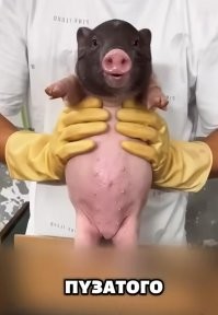 Смотришь на маленьких, и думаешь, вот были бы такие всегда. Модно было бы дома держать. А то, берешь такого, вырастает такой)