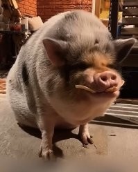 Смотришь на маленьких, и думаешь, вот были бы такие всегда. Модно было бы дома держать. А то, берешь такого, вырастает такой)