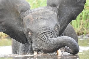 Нихрена себе глаза, зрачки будто в лесу закладки собирает
