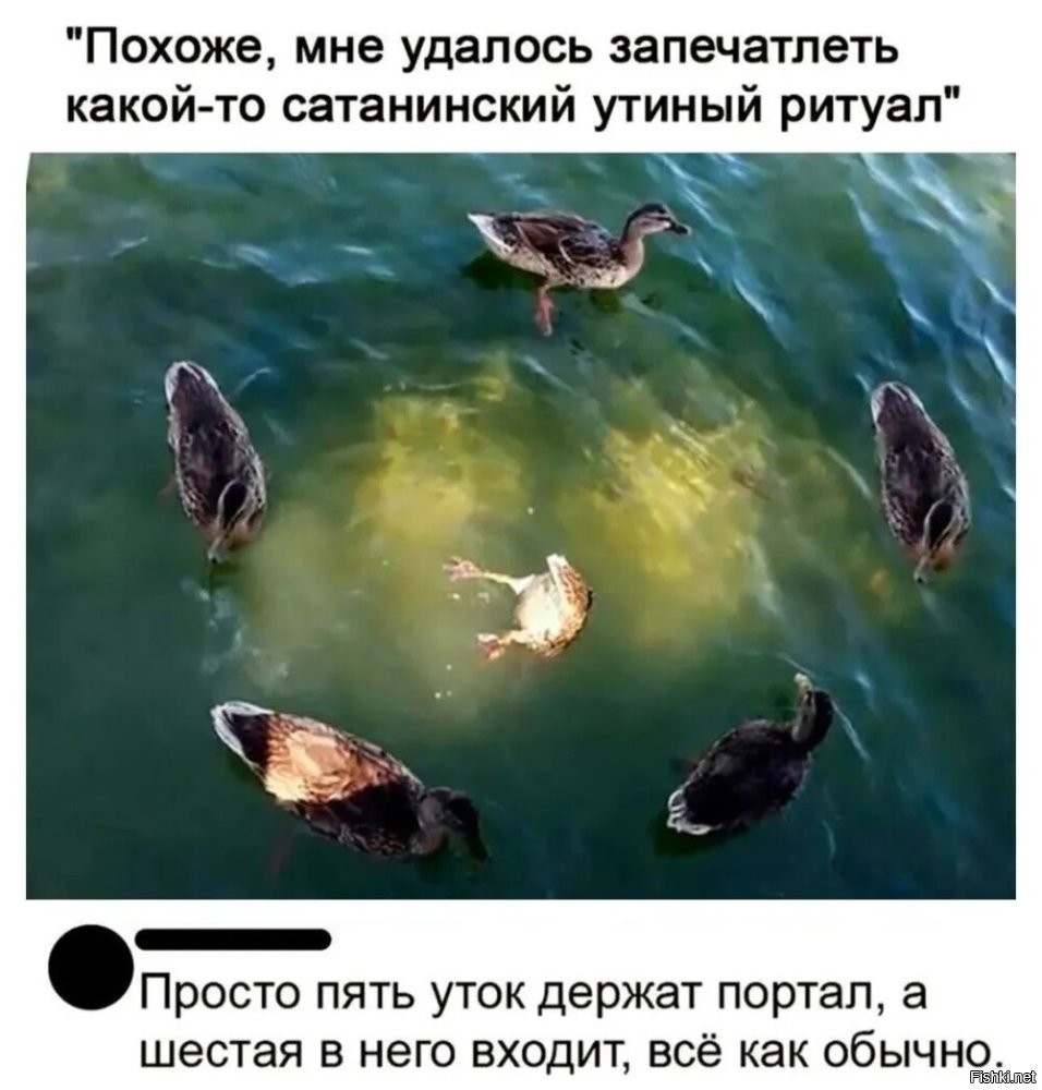 Селезня вызывают