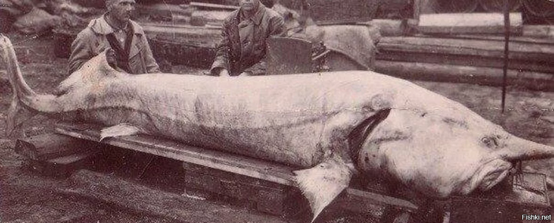 Сыт один день?