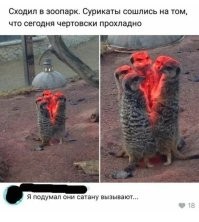 Да этих сурикатов...