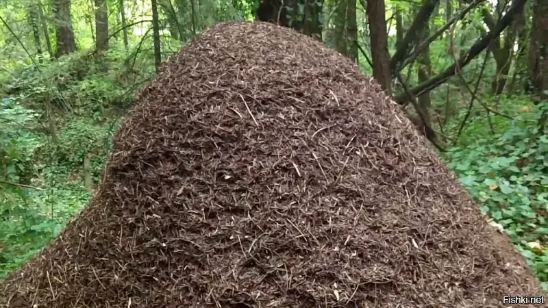 Да не .. все у муравьёв и сейчас нормально))))