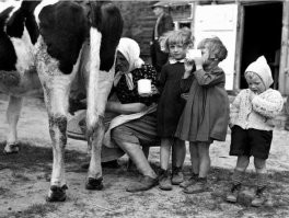 Вспомнил как раз попил свеженадоенного молока, совсем другое , не магазинное, натурпродукт . Еще теплое и офигительно вкусное, особенно с ломтем черного хлеба. Его в деревнях пили, единственная очистка была процедить через марлю, чтобы попавшие волоски там остались и все.