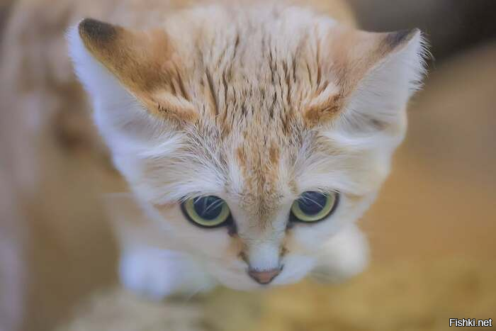 Котлету вашу во-первых я не брал, а во-вторых не верну!