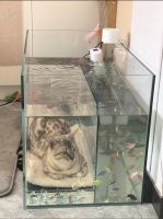 Кот Шрёдингера?